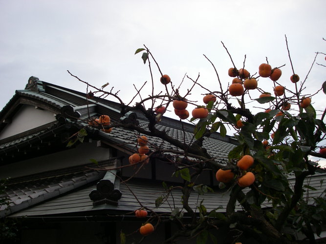 A persimmon mature in the edge of the eaves 2009