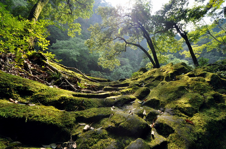 苔むす岩
