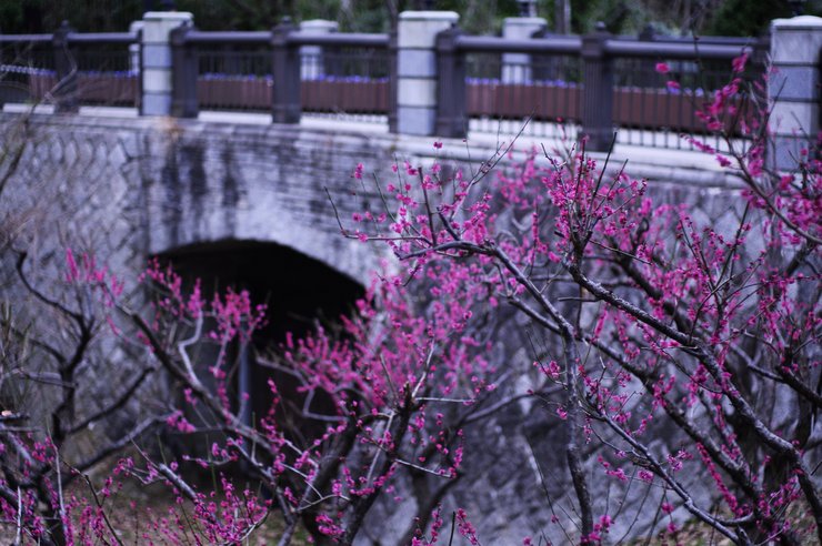 梅香/香り橋