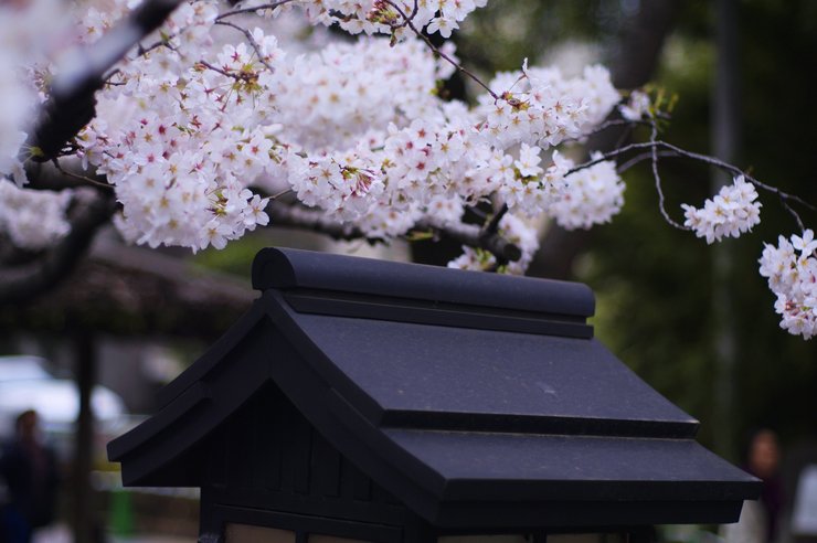 春の挨拶