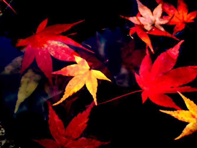 紅葉