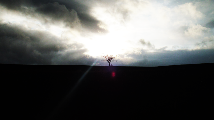 tree2