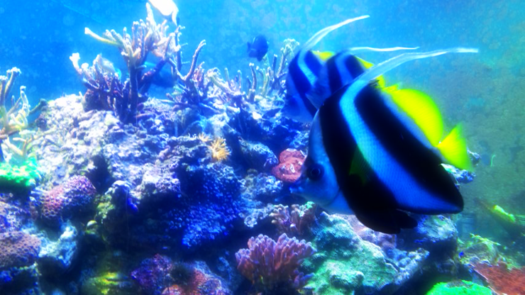 Under the Sea
