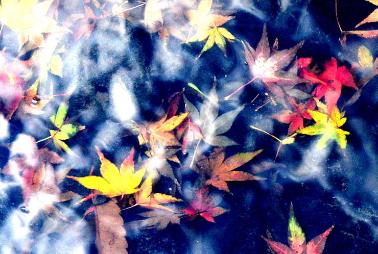 波紋紅葉