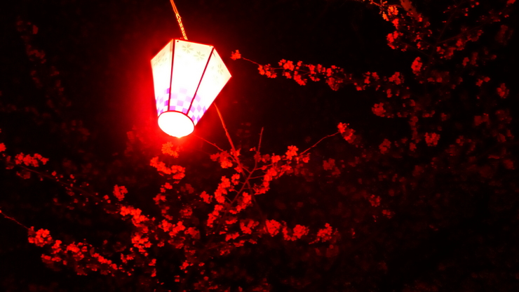 夜桜(2)