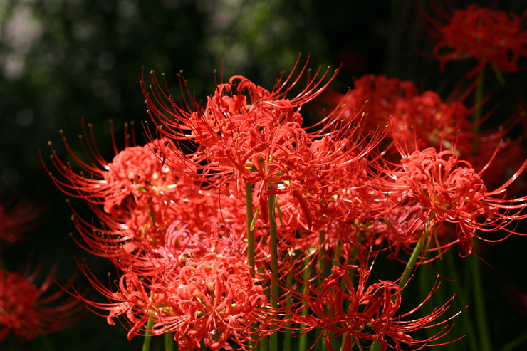 背景用写真 曼珠沙華2