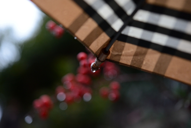 春の雨