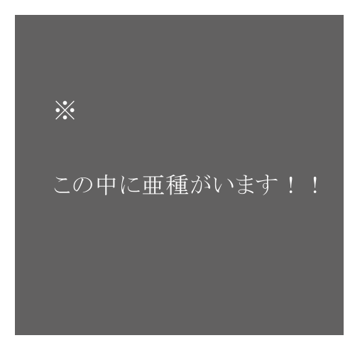夏使用 キク