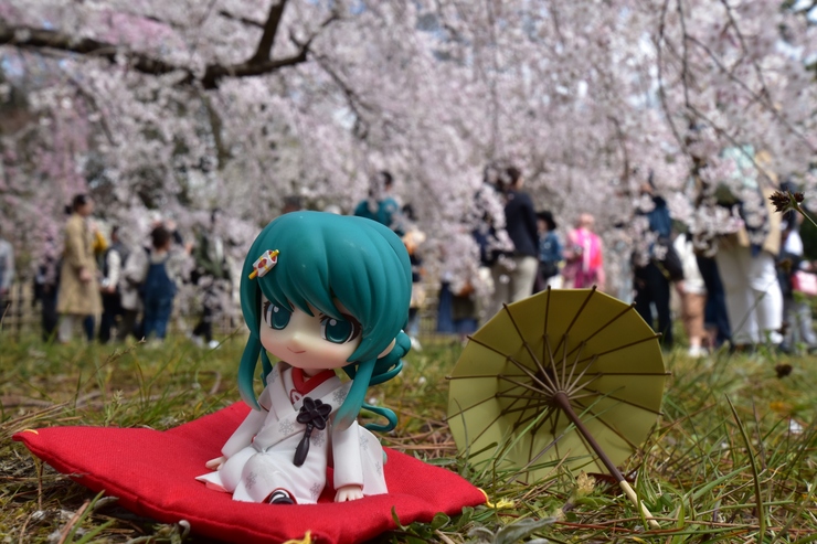 京都御苑でお花見