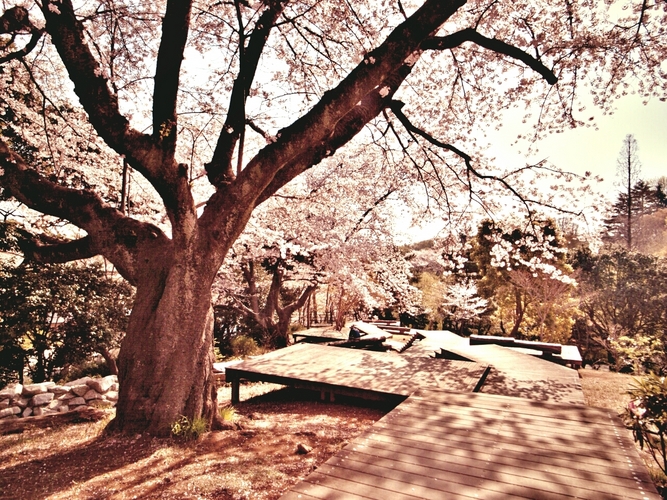 桜