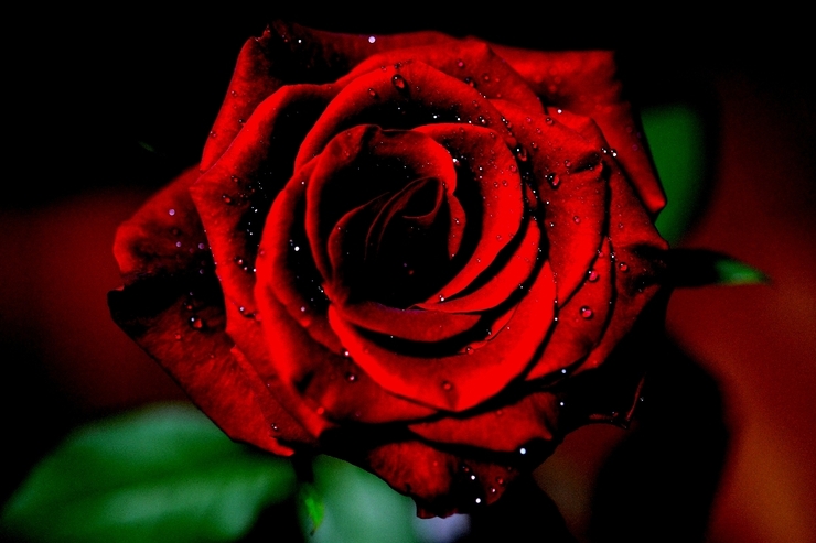 tears of Rose