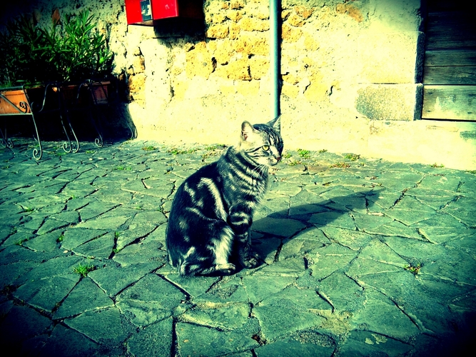 猫