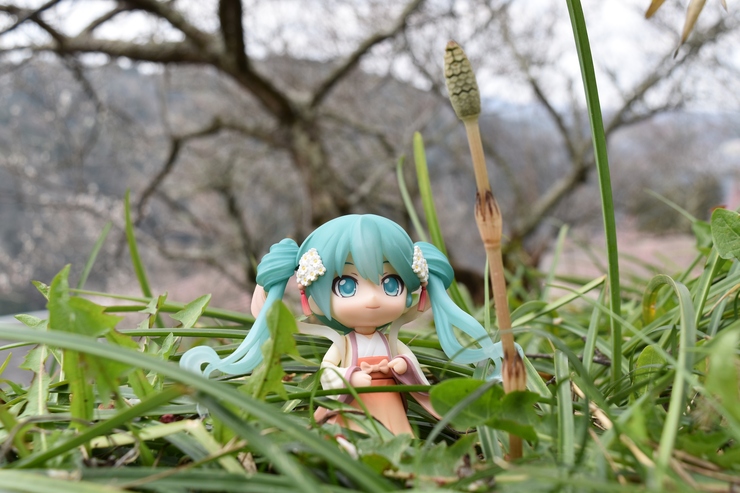 月ヶ瀬で見つけた つ く し