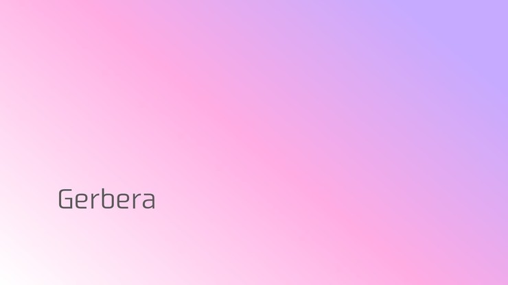 Gerbera