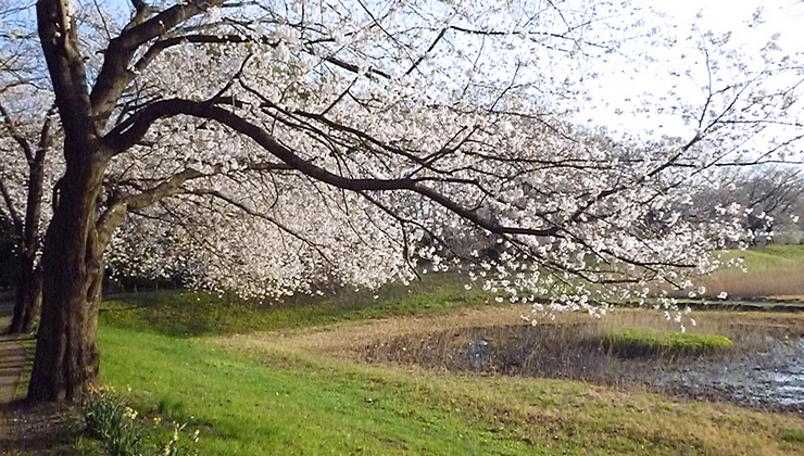 【改変自由】桜