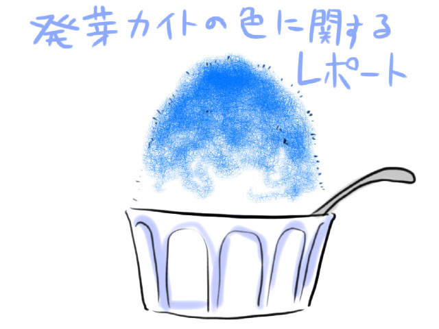 カイトの種その後