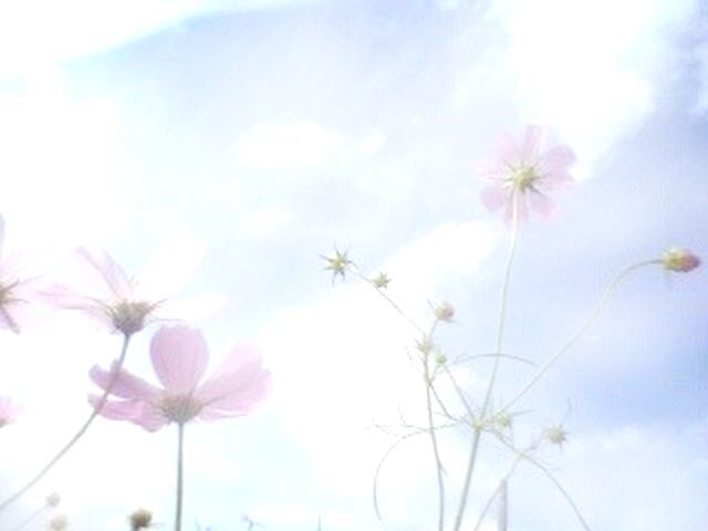 背景写真素材~秋桜~