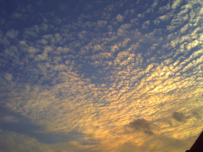空の赤魚