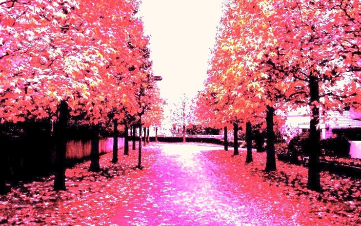 PrincessPinkStreet (Desktop 1280 X 800 Ver)