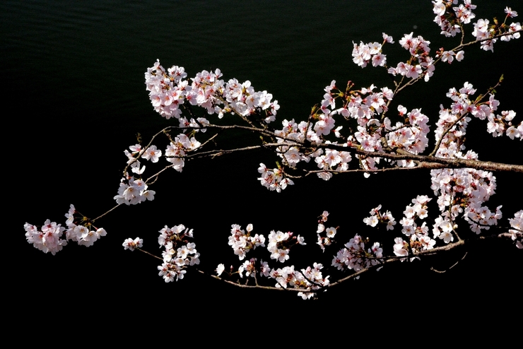 闇桜