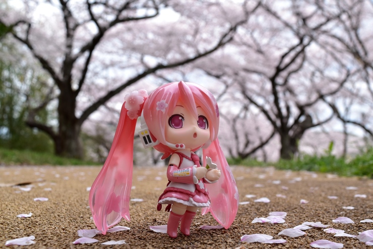 桜のトンネル