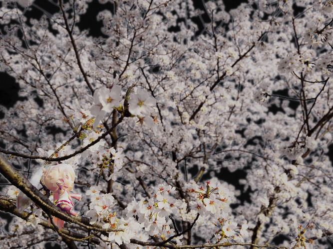 夜桜