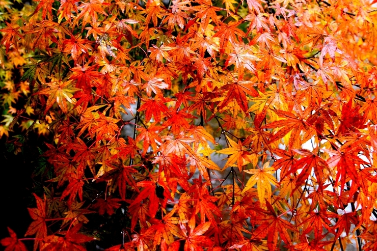 霧島神宮の紅葉