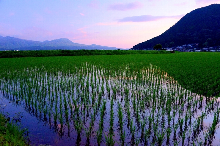 水田の夕暮れ