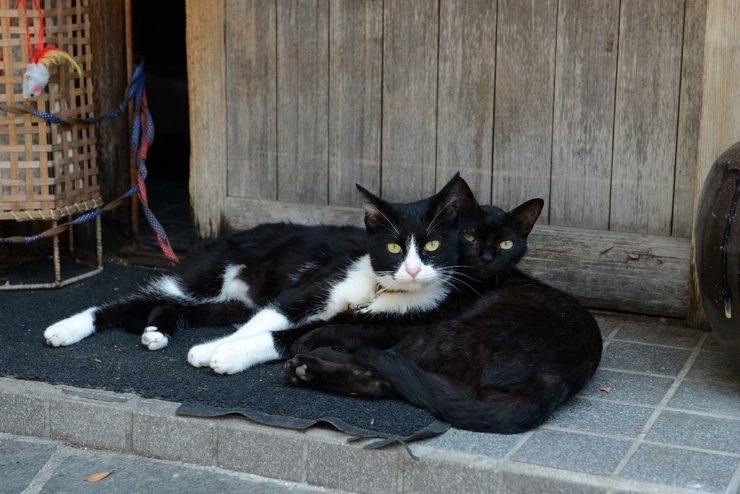 お店の看板猫