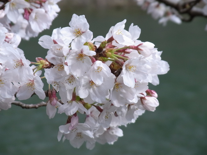 桜