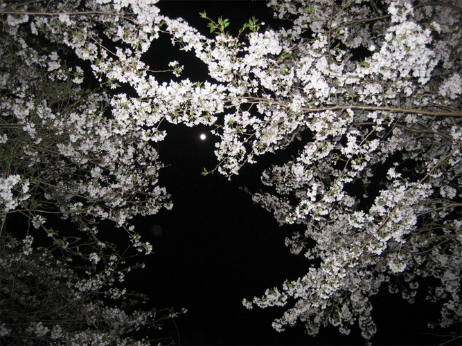 夜桜と月明かり