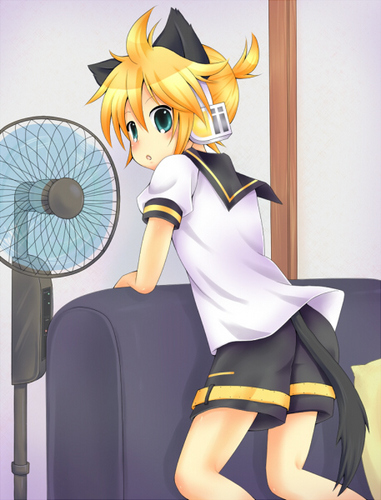 猫と夏