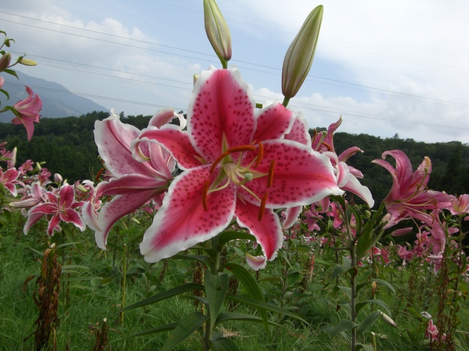 ユリの花