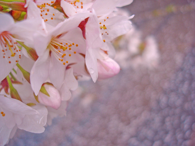 sakura2