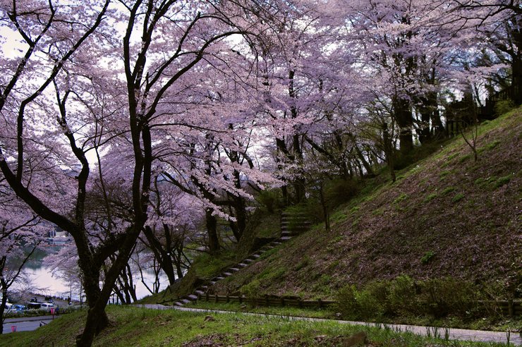 桜丘