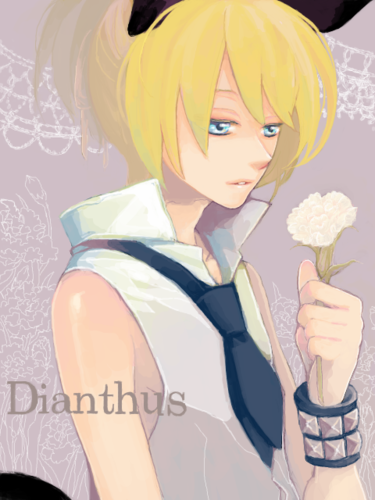 Dianthus