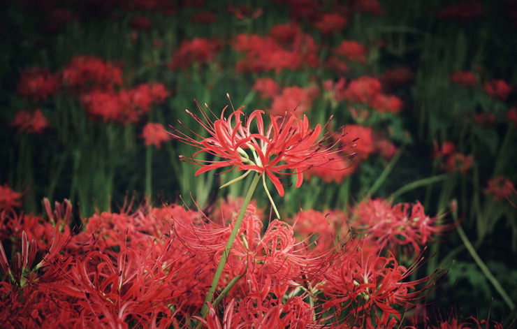 曼珠沙華1