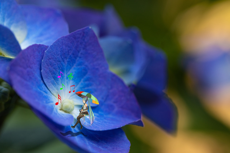 紫陽花の上で梅雨の歌を歌うミクさん