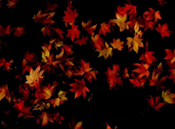 紅葉