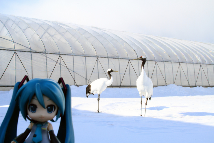 タンチョウヅルと
