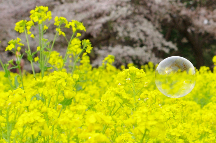 菜の花とシャボン玉