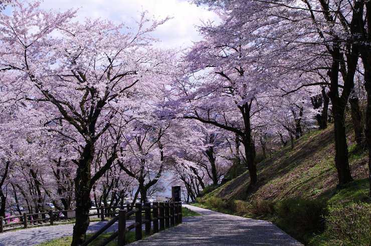 桜の道