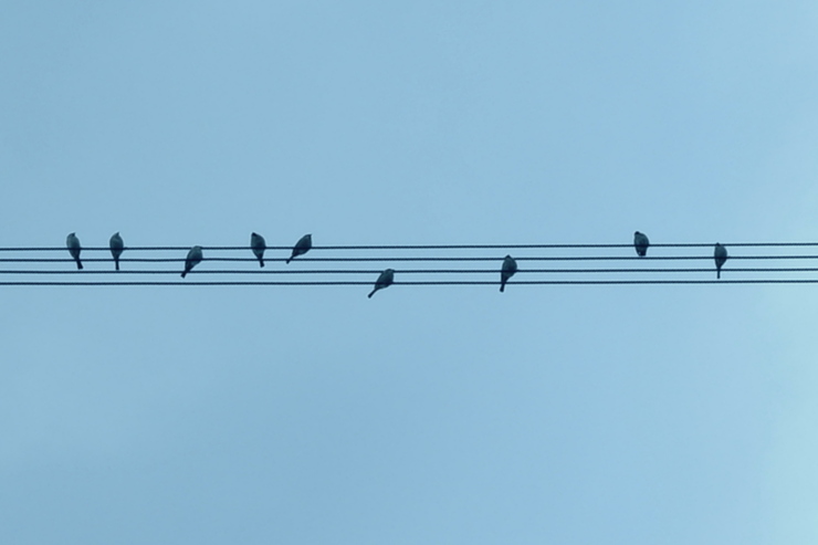 鳥の音符