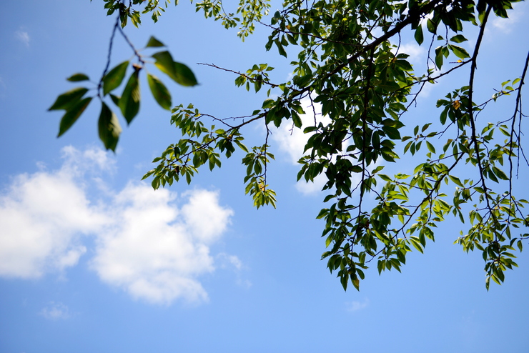 夏空