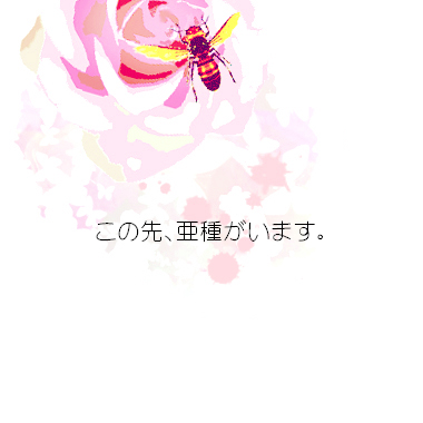 帯人