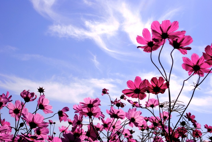 秋空桜
