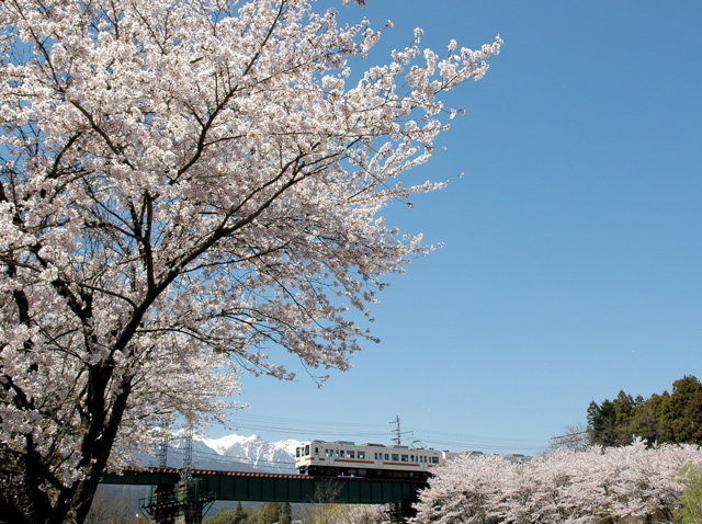 雪と桜と飯田線