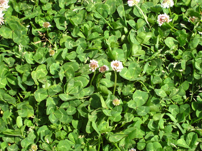 clover*クローバー