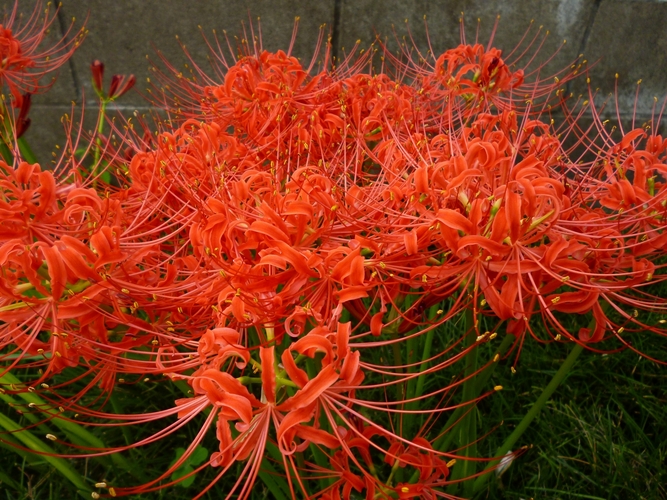 彼岸花