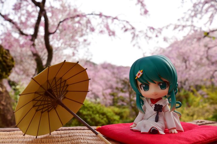 いちご白無垢ミクさんとお花見